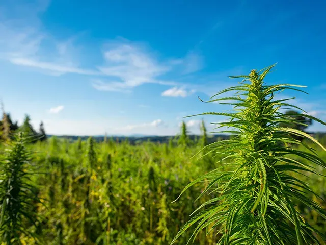 cannabis-grow-op cannabis-grow-op