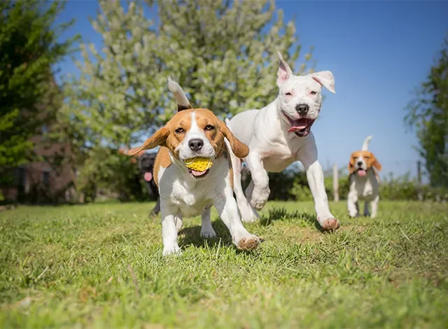 dog-park Dog Park