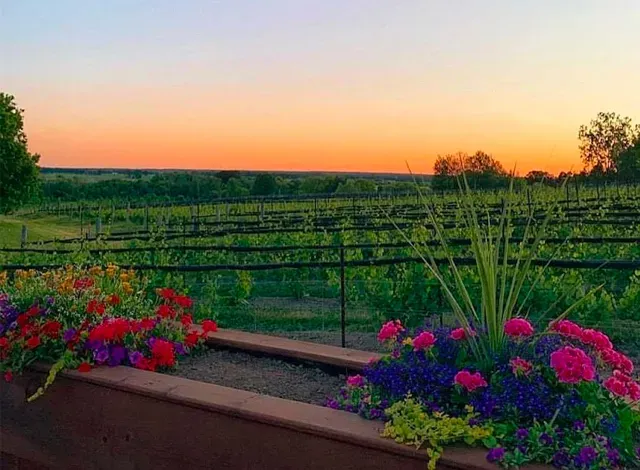 KIN-Vineyard