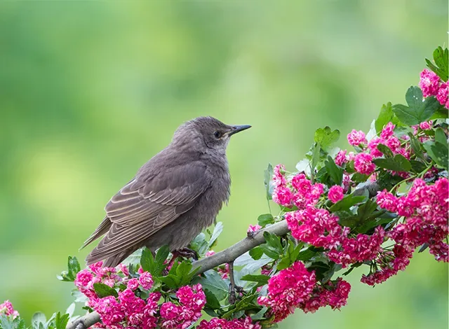baby-starling Baby Starling