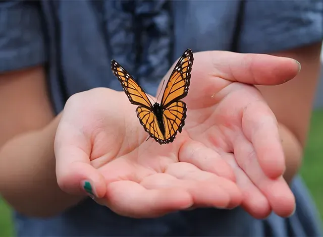 monarch Monarch butterfly release.