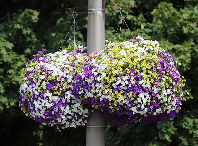 Purple, Yellow and White flower baskets that hang on the street lights in Smiths Falls.