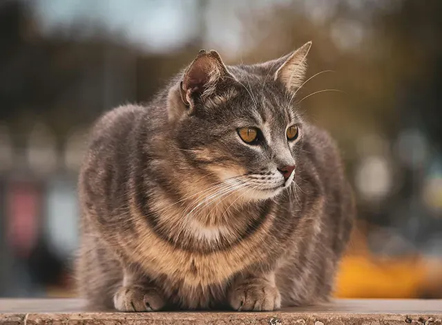 stray stray cat