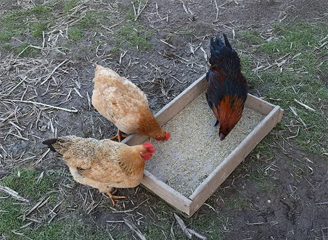Backyard chickens eating feed from a shallow wooden box on the ground.