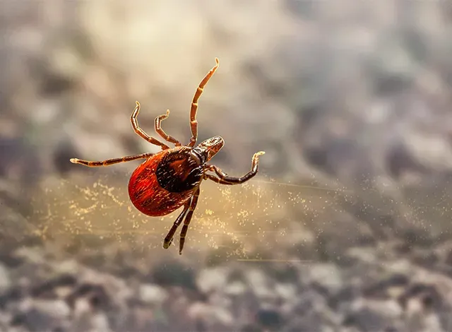Tick