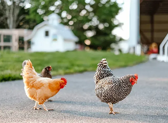 backyard hens