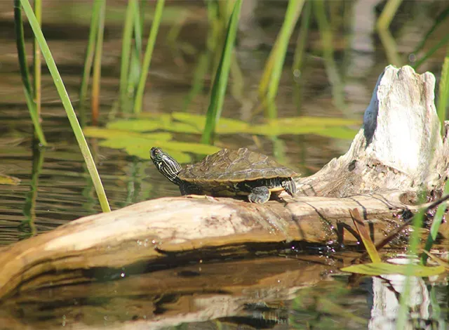 Rideau Waterway Land Trust