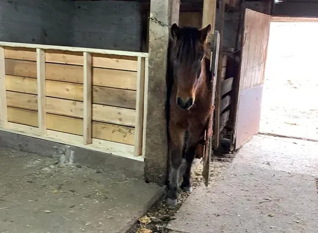 Mischievous Wilson, the horse at Willow Creek Stables where Painting and Ponies will take place.