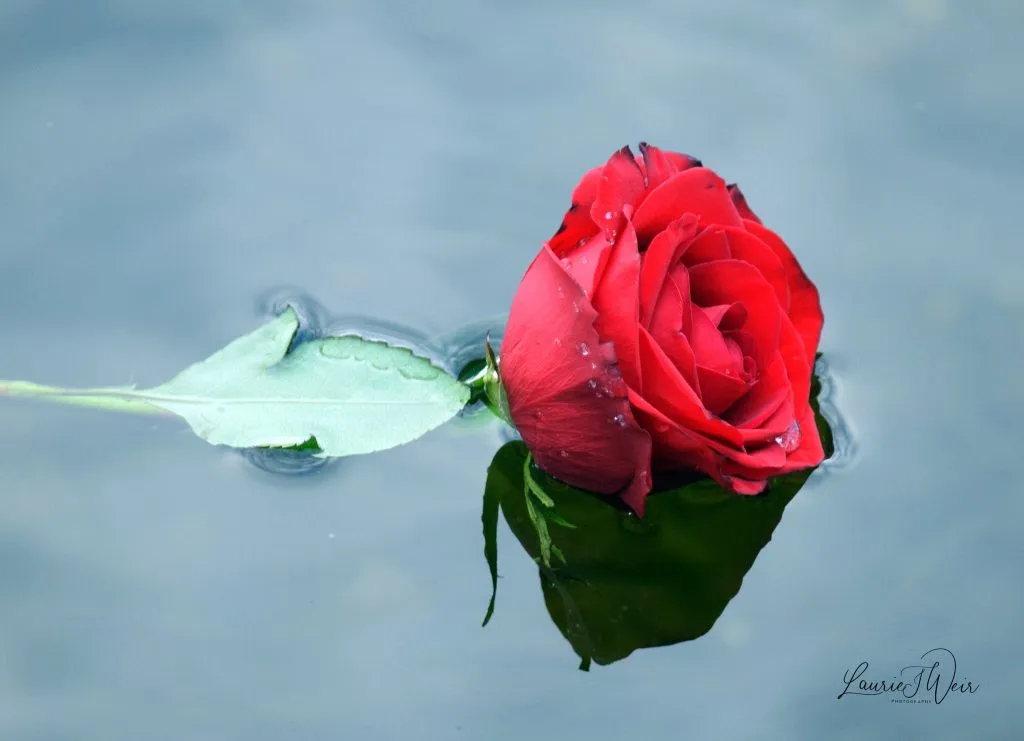 Rose floating on water at the Take Back the Night March