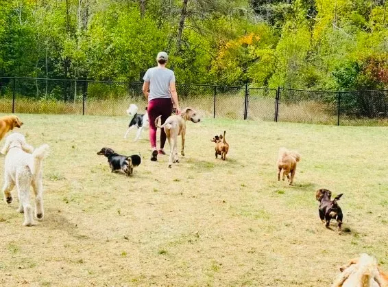 Doggy Days, Natasha Lencewicz with dogs in a yard.