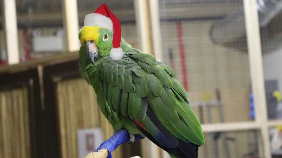 Hometown Happenings mentions Parrot Partners visiting the library